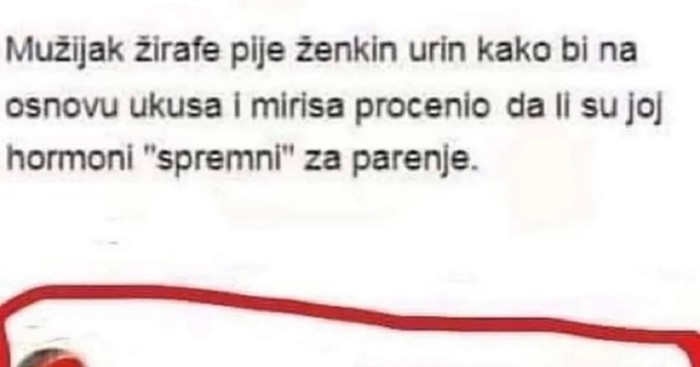 Netko je na FB-u podijelio zanimljivost o parenju žirafa, tip razvalio komentarom. Urnebesan je!