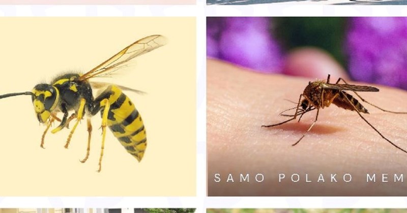 Fora o iritantnim stvorenjima koja dolaze s proljećem nasmijala je tisuće na Fejsu, hit je