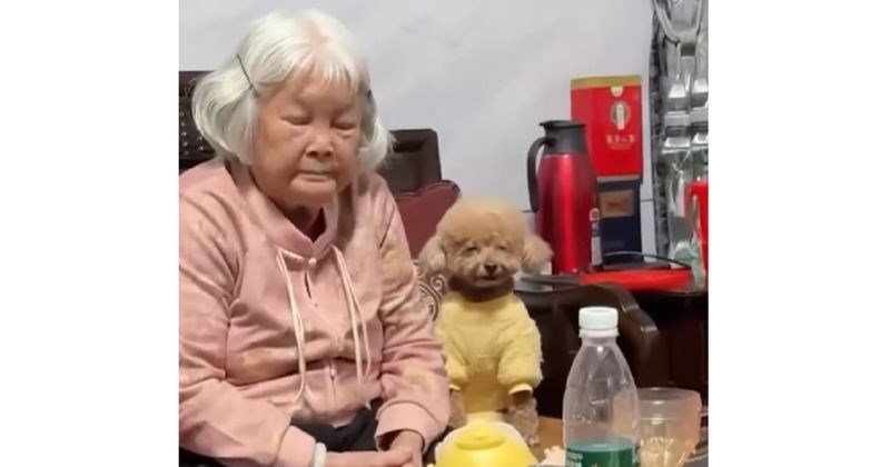 Ovi vlasnici i njihovi ljubimci postali su svjetski poznati zbog nevjerojatne sličnosti, prejaki su!