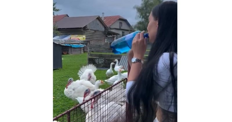 Cura je grgljala vodu i izazvala show- uslijedila je neočekivana i prekomična reakcija purica