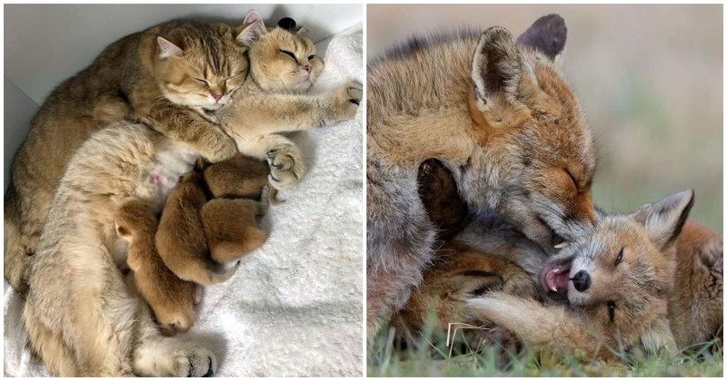 20 predivnih fotki životinja i njihove mladunčadi koje nikoga neće ostaviti ravnodušnim