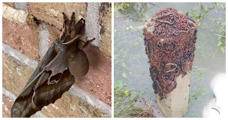 13 fascinantnih, ali zastrašujućih prizora iz prirode koji će vas progoniti ostatak dana