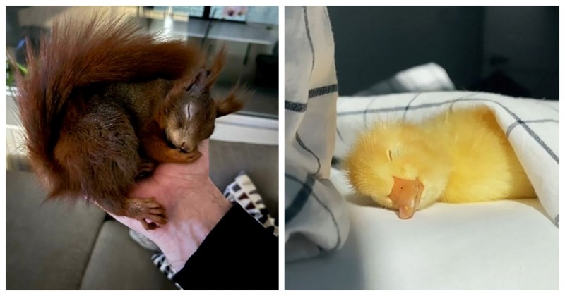 20+ životinja slađih od čokolade, ne postoji osoba kojoj neće izmamiti osmijeh na lice