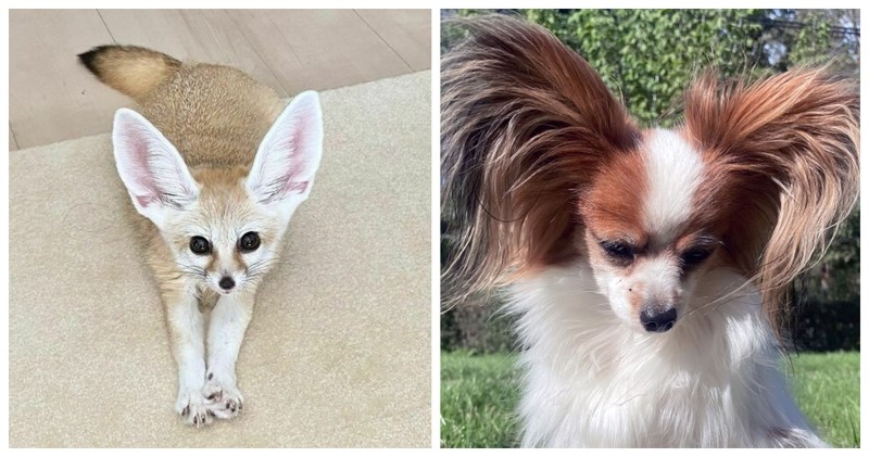 20+ preslatkih životinja s ušima za nekoliko brojeva većima od tijela, razoružat će i najhladnije!