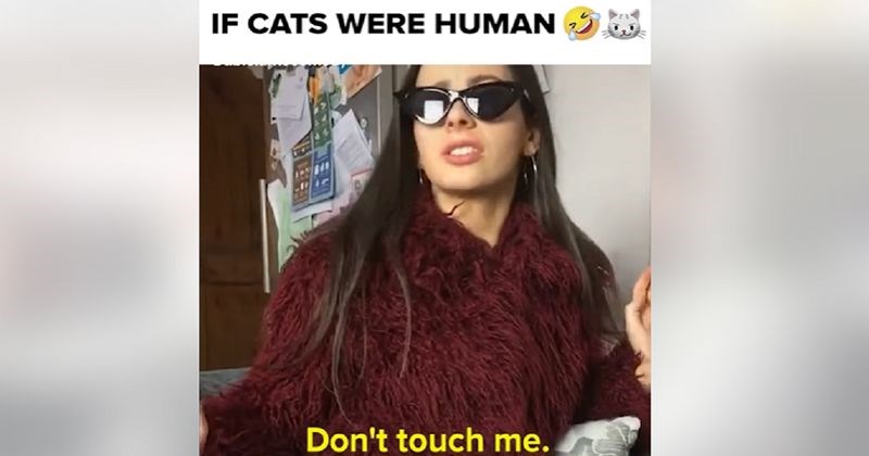 Mrežama kruže skečevi na temu kako bi izgledalo da su mačke ljudi, autorica je oduševila milijune