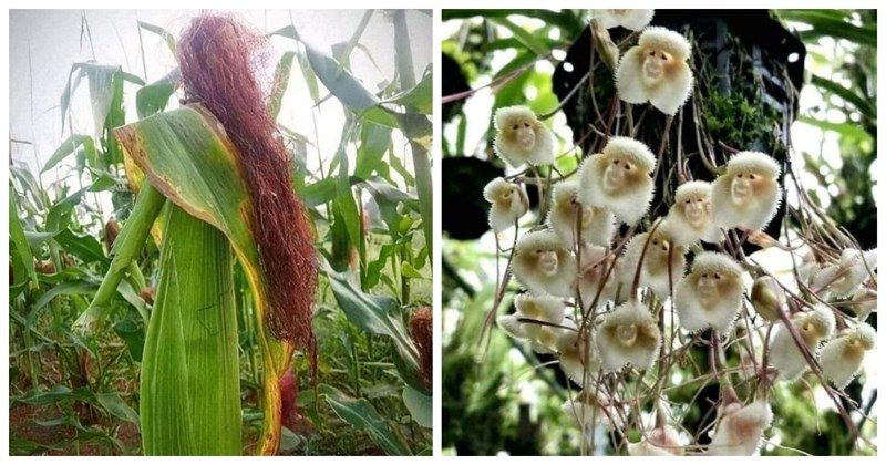 15 puta kada nas je priroda zabavila zbunjujućim prizorima koje ćete morati pogledati dvaput