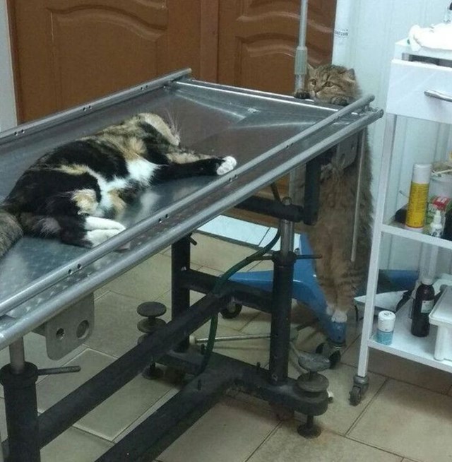 Ova mačka je zabrinuta za svog prijatelja kod veterinara.