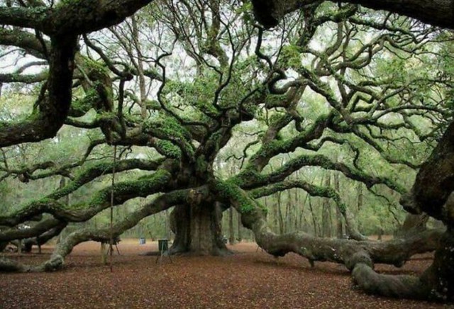 Angel Oak u Južnoj Karolini