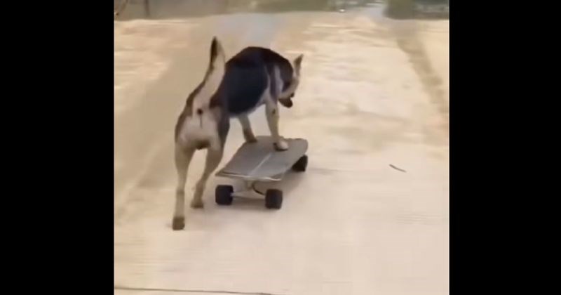 Pas skejter izveo je nešto urnebesno tijekom vožnje i postao viralan, snimka će vam popraviti dan