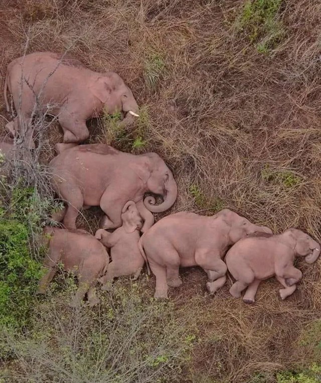 Obitelj slonova spava