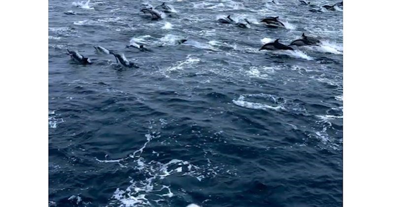 Fotografkinja je na obali San Diega snimila najveće jato dupina ikad! Video je impresivan!