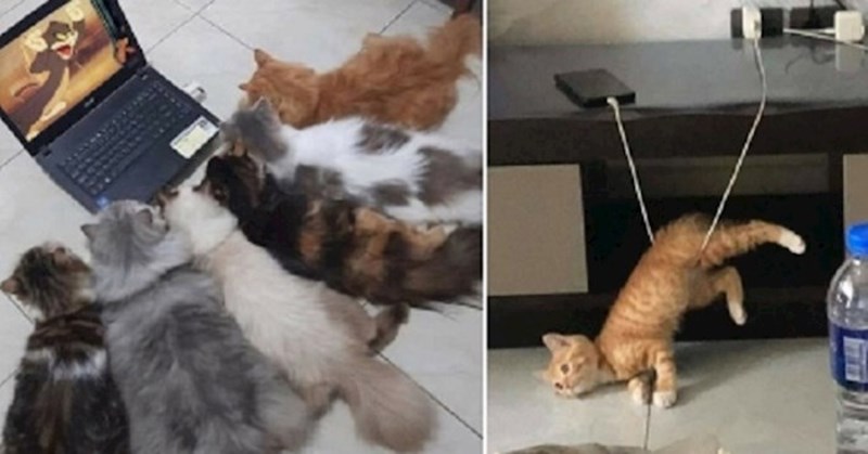 Ovo su neke od najboljih i najurnebesnijih slika ljubimaca koje postoje na Internetu