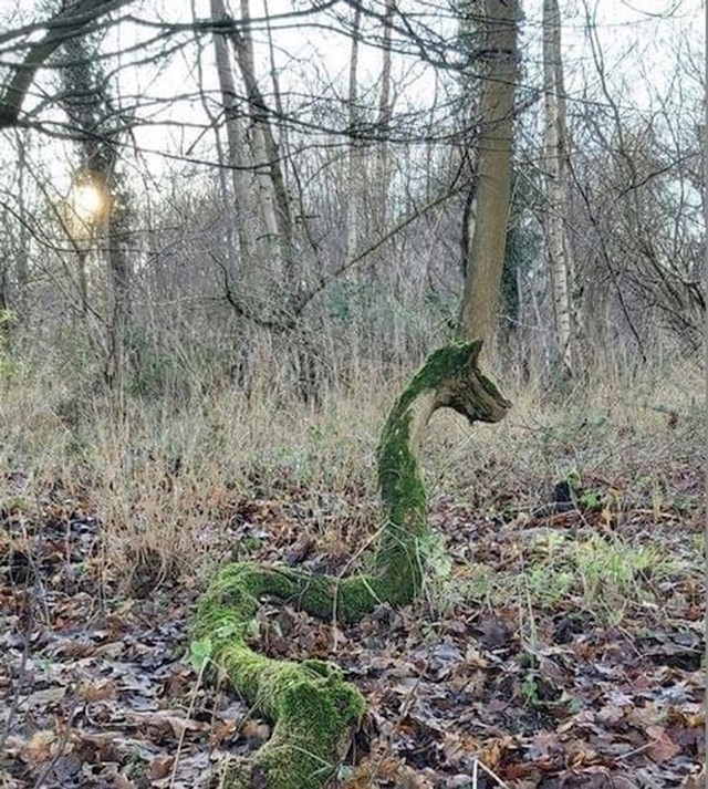 Srce mi je preskočilo
