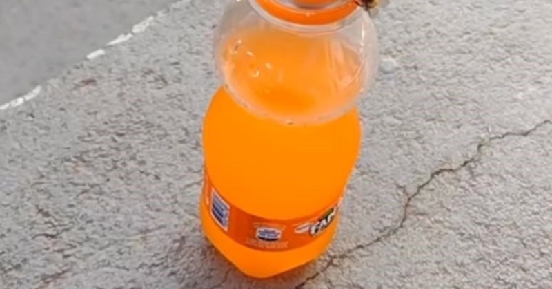 Timski rad dvije pčele fascinirao je desetke tisuća ljudi na IG-u, snimka će vas ostaviti bez teksta