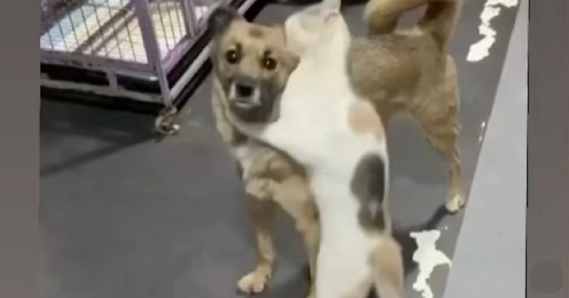 Reakcija mace na povratak psa koji je tjednima bio izgubljen raznježila je Internet. Video je divan!