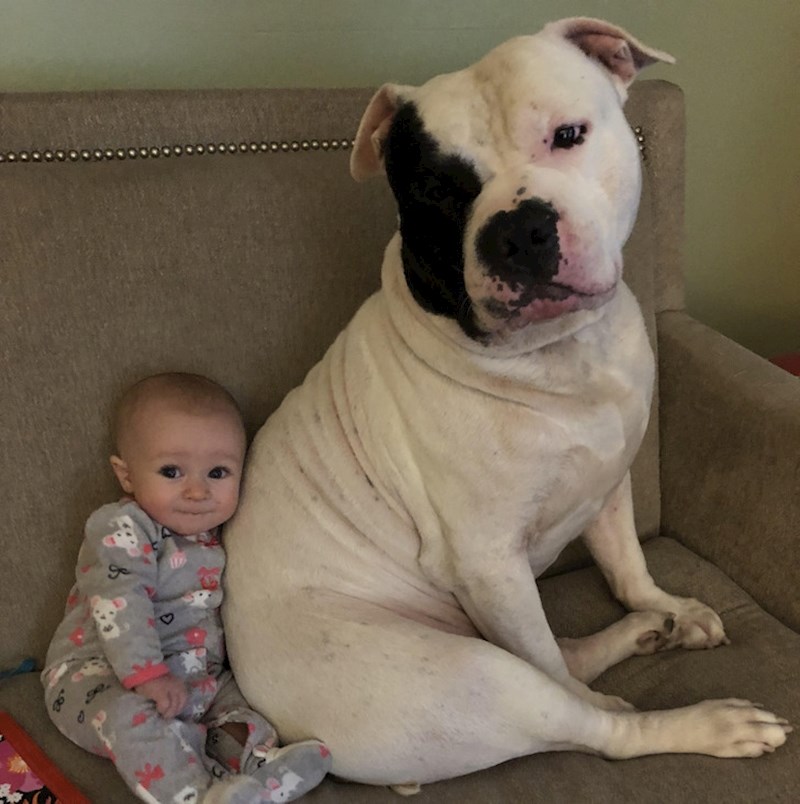 Mamin spasilački pas Rico najbolji je prijatelj moje bebe. Prekinuo sam ih u gledanju Peppe Pig.