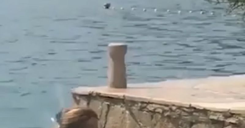 Snimka s mora najbolji je uvod u ljeto kojeg smo mogli zamisliti, morate vidjeti ovaj skok