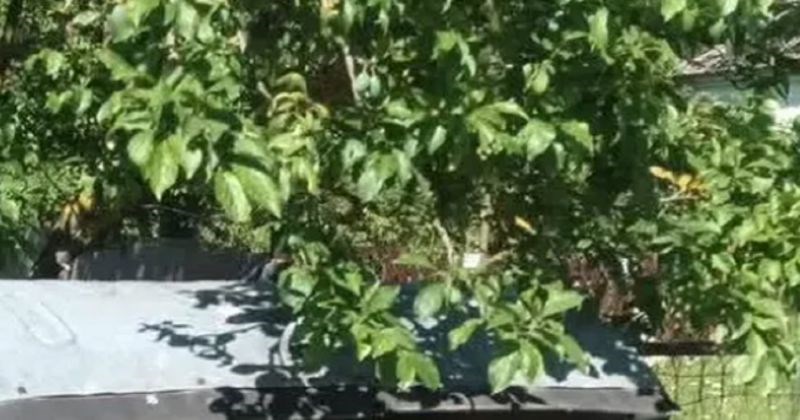 Vrtna garnitura fotkana negdje u susjedstvu podjednako je nasmijala i zgrozila IG, morate vidjeti