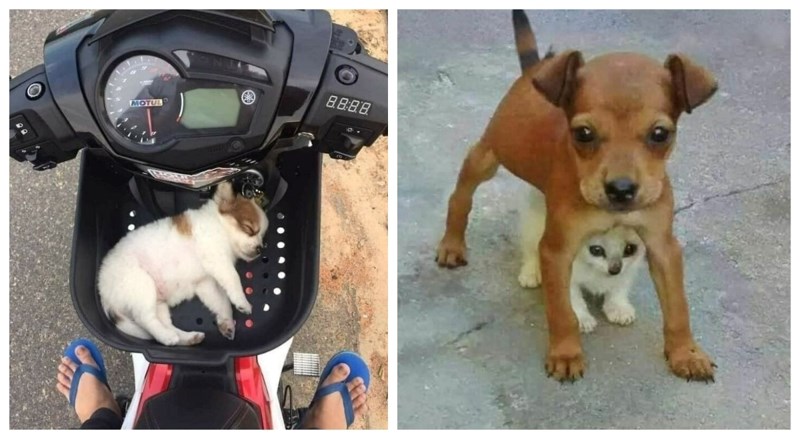 20 fotki životinja slađih od čokolade koje će vas napuniti dnevnom dozom pozitive