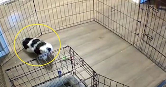 Bijeg ovog štenca iz ogradice oduševio je desetke tisuća ljudi, morate vidjeti ovu snalažljivost!