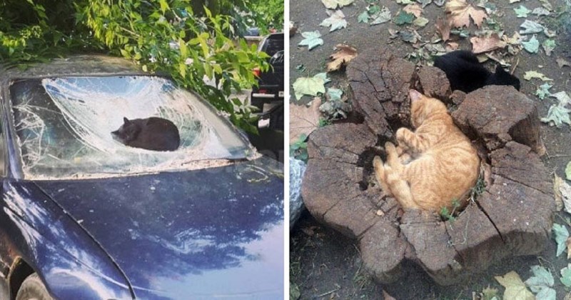 20 maca zaspalo je na najneobičnijim mjestima i u preslatkim pozama, zasigurno će vam uljepšati dan