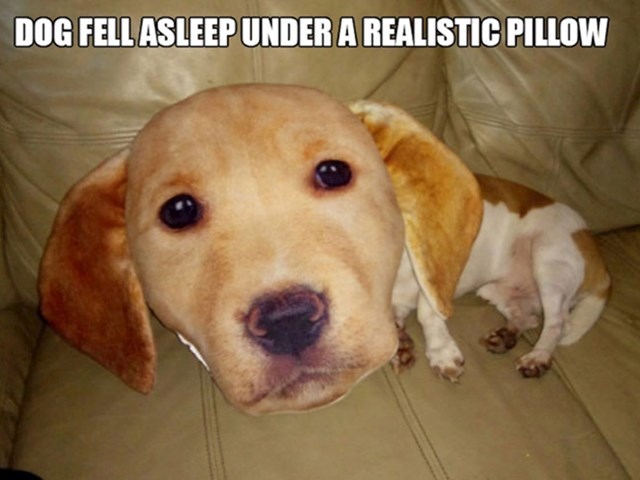 Pas je zaspao ispod realističnog jastuka