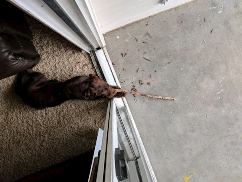 9. Zna da ne smije grane unositi u kuću pa je pronašao kreativno rješenje