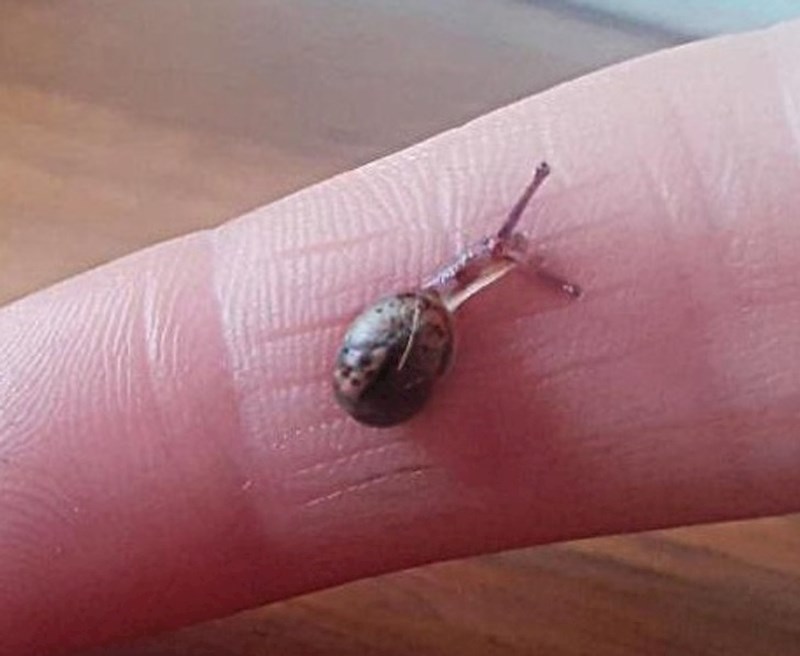 "Nisam mogla vjerovati kakvog sam malog puža pronašla"