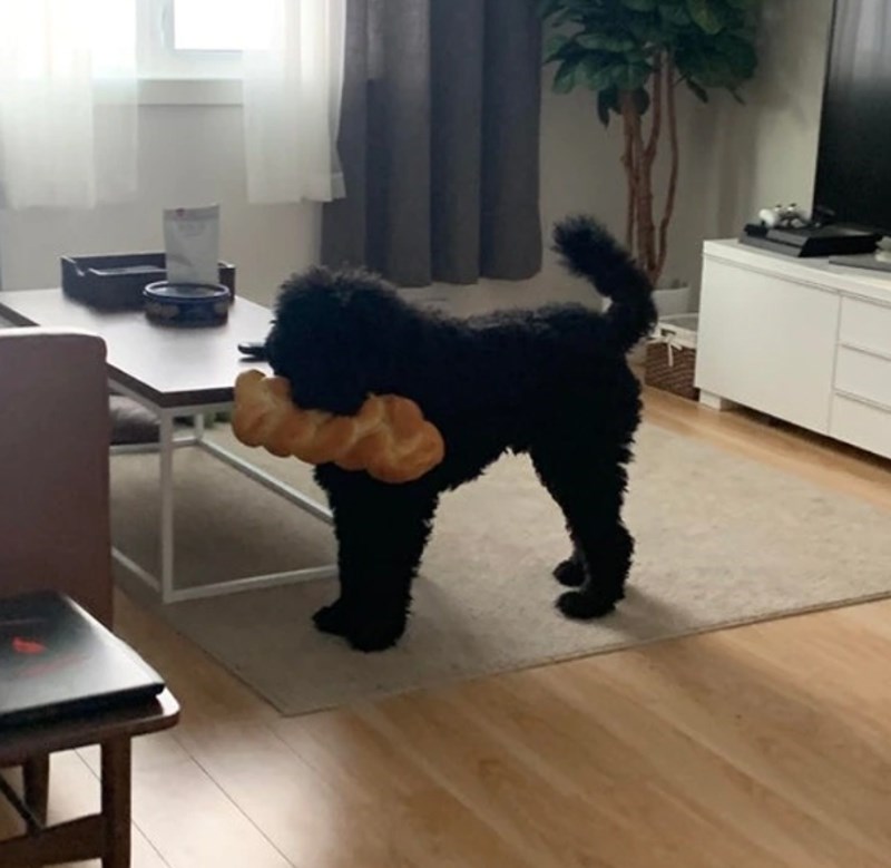 12. "Očito ga nismo dovoljno dobro nahranili..."