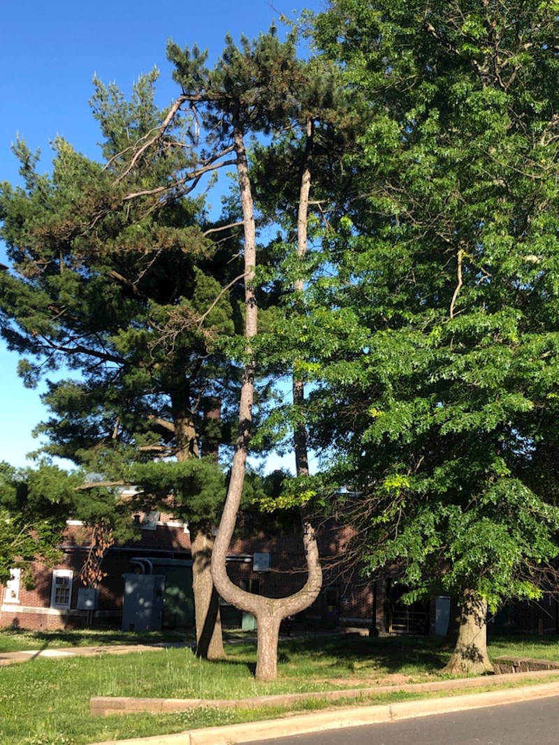7. "Nikad nisam vidjela ovakvo stablo. Predobro izgleda!"