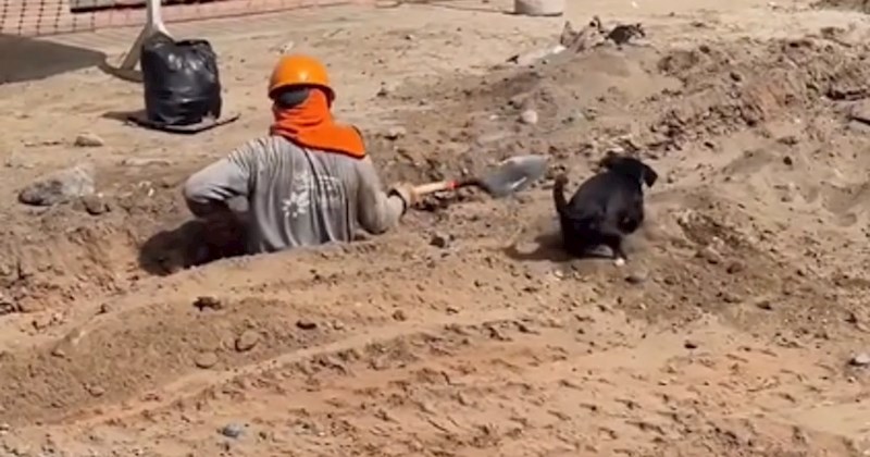 Snimka štenca koji pomaže vlasniku dok radi oduševila ljude, ovo je jednostavno preslatko