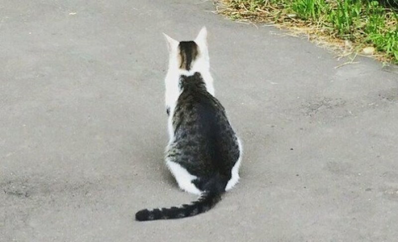 11. Ovdje uzmete jednu, ali zapravo dobijete dvije mačke 🙂