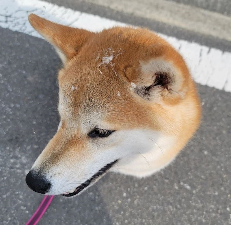 "A gdje je ostatak tijela?"