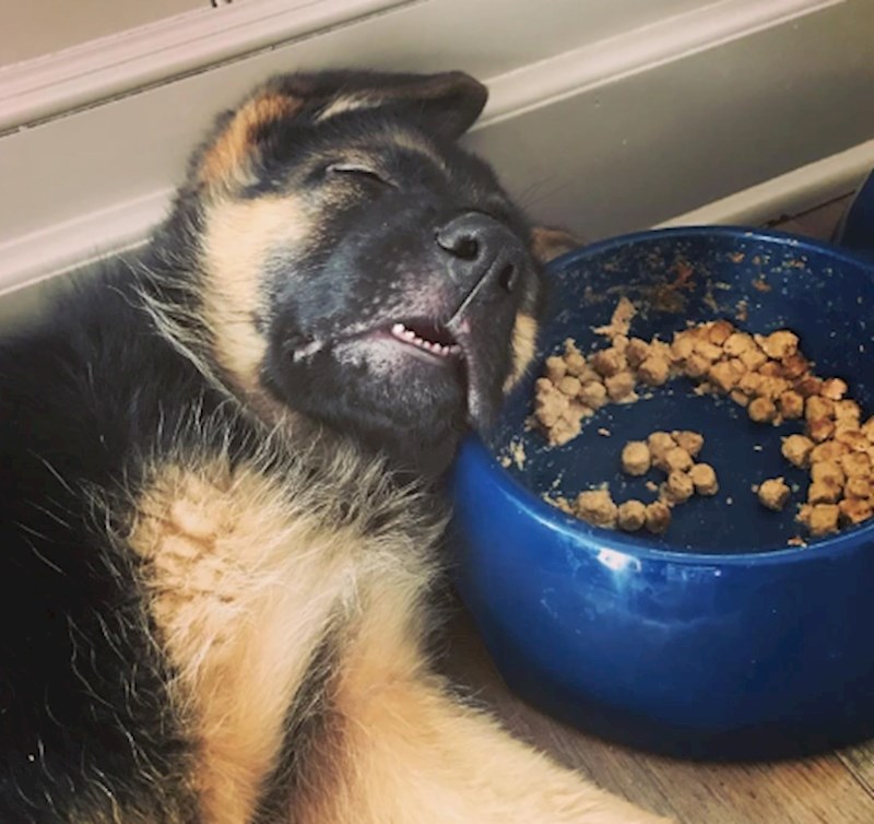 1. "Uvijek ovako spava pokraj posudice, a kad ga probudim baš me mrko gleda."