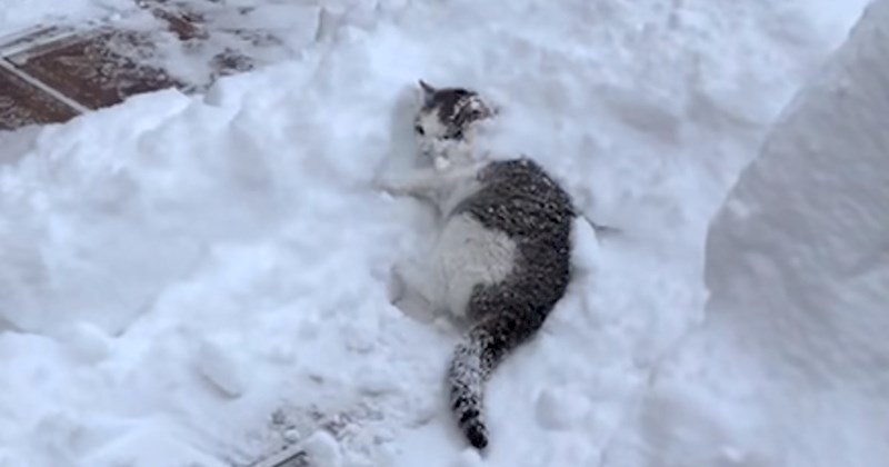 Ljudi na Fejsu oduševljeni ponašanjem ove mačke, nećete vjerovati koliko uživa biti na snijegu
