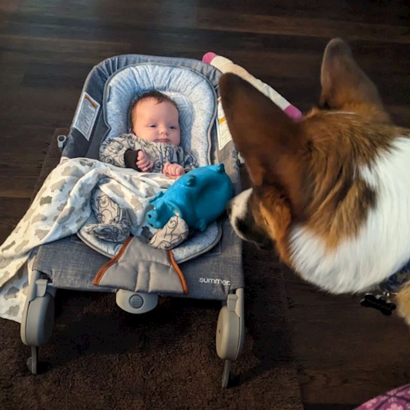 12. "Pas mu je donio lopticu i čeka da se igraju"