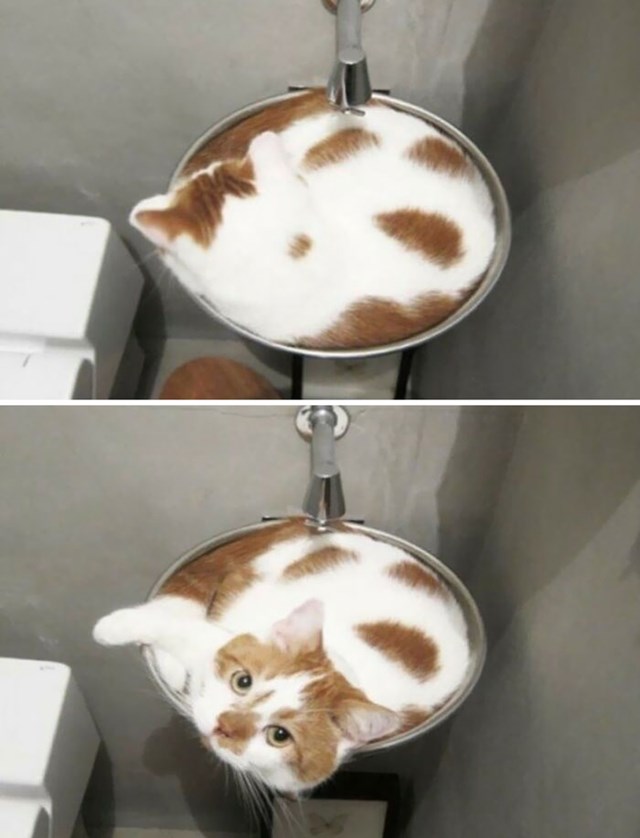 10. "Moj mačak jako voli spavati u umivaoniku, srećom taman stane pa može spavati."