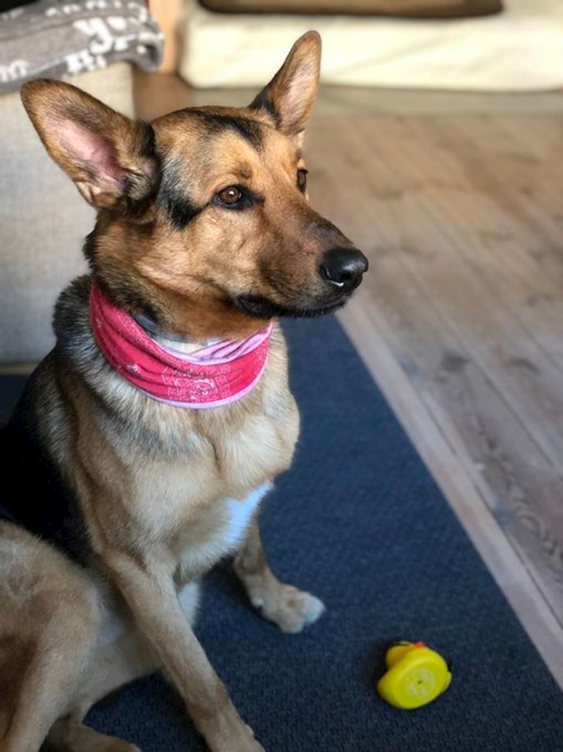 1. Pas Vader odgurnuo je vlasnicu na sigurno dok je padao čekić s četvrtog kata zgrade