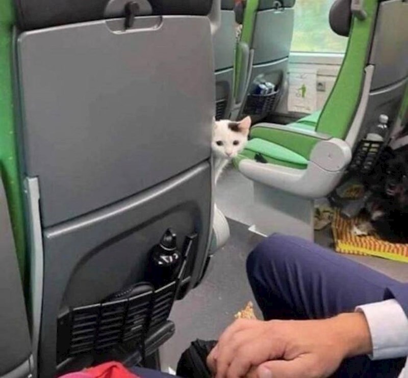 10. "Prije neki dan je s nama putovao najslađi putnik, da je barem više ovakvih iznenađenja."