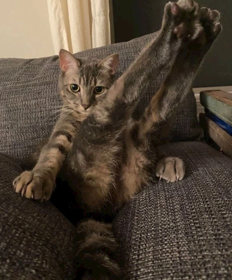 "U slučaju da niste znali, moj mačak je odlučio postati maneken."