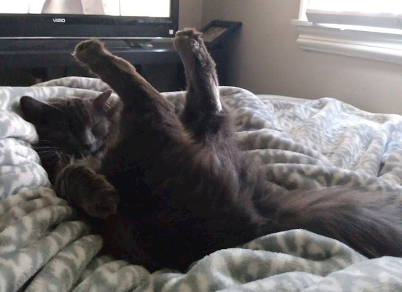 5. "Često zna spavati u ovom položaju nakon što upalimo klimu"