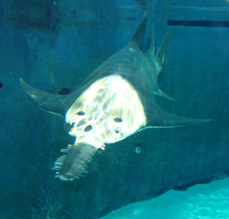 10. "Svjetlo je taman "palo" pa ova riba izgleda kao da ima jasno vidljivu lubanju"