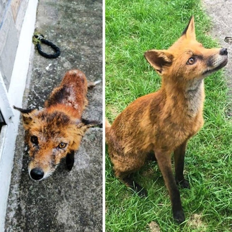 "Ovo je Cooper. Došao nam je kad smo prije nekoliko mjeseci ostavili hranu u dvorištu. Sad dolazi svaki dan po svoje porcije, presladak je."