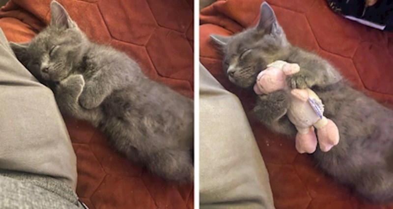 "Obožava spavati s igračkom među šapicama"