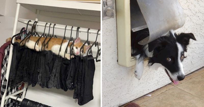 15+ fotki vragolastih pasa i mačaka čije će vam fotografije podići raspoloženje i nasmijati vas