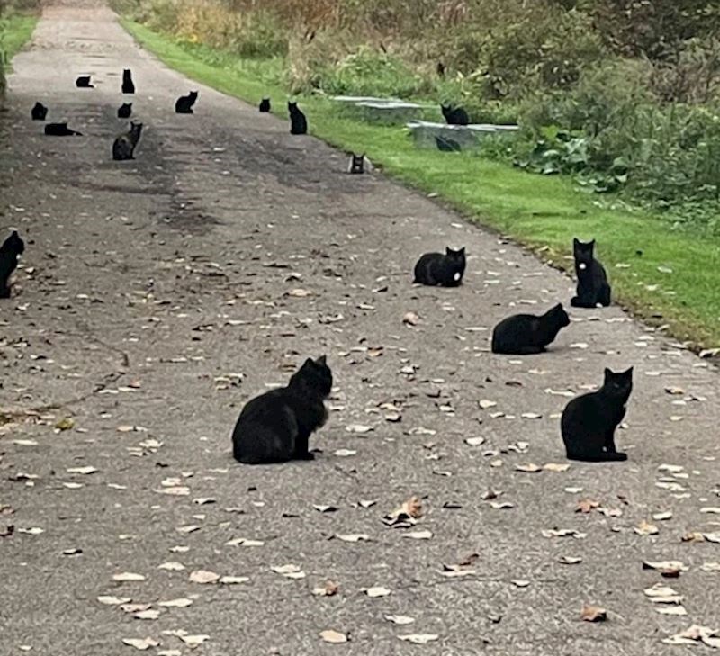 5. Jeste li ikad vidjeli ovoliko crnih mačaka na jednom mjestu?