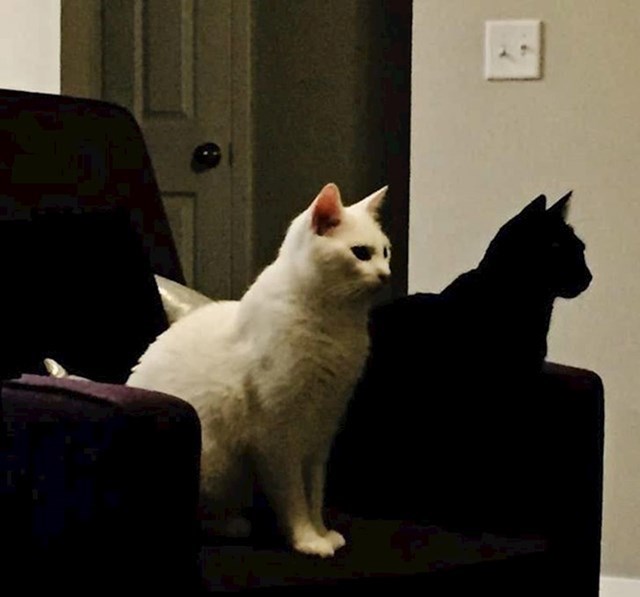 Jeste li i vi na prvi pogled mislili da je crna mačka zapravo sjena bijele mačke?