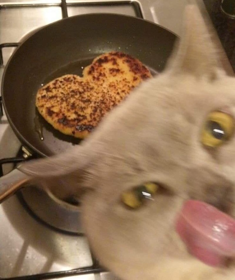 6. Ovo izgleda kao da se mačak snima prednjom kamerom dok namjerno radi gluposti 😂