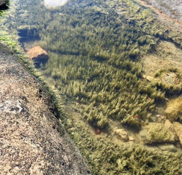 Plićak izgleda kao pogled na šumu s planine.