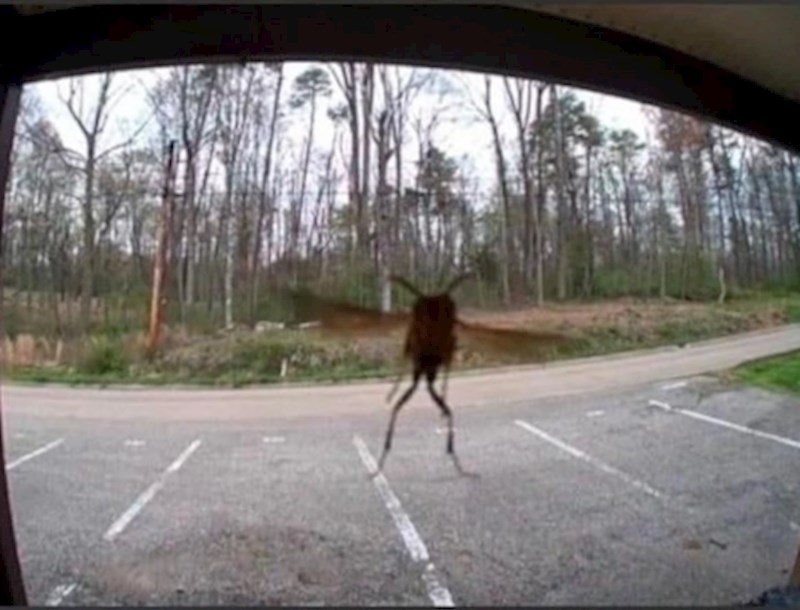 5. "Na trenutak sam se prepala i pomislila da me napada divovski kukac koji hoda poput čovjeka"